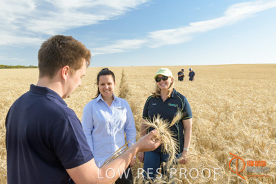 December 2017 / GLENCORE_STAFF_WHEAT_FIELD_024_171219