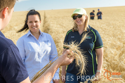 December 2017 / GLENCORE_STAFF_WHEAT_FIELD_025_171219
