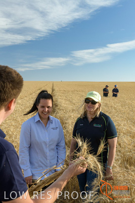 December 2017 / GLENCORE_STAFF_WHEAT_FIELD_030_171219