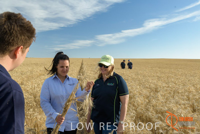 December 2017 / GLENCORE_STAFF_WHEAT_FIELD_031_171219