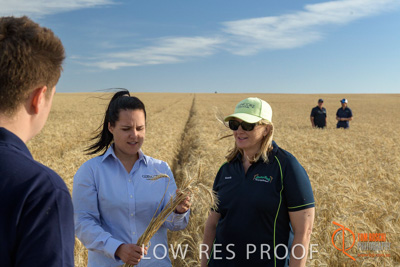 December 2017 / GLENCORE_STAFF_WHEAT_FIELD_035_171219