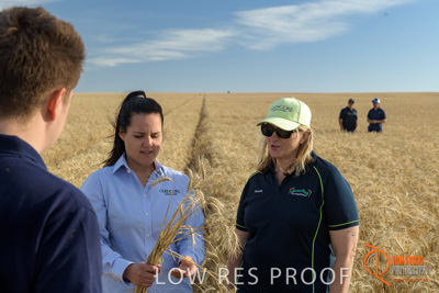 December 2017 / GLENCORE_STAFF_WHEAT_FIELD_036_171219
