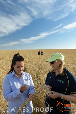 December 2017 / GLENCORE_STAFF_WHEAT_FIELD_042_171219