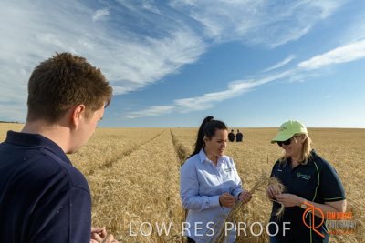 December 2017 / GLENCORE_STAFF_WHEAT_FIELD_043_171219