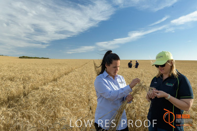 December 2017 / GLENCORE_STAFF_WHEAT_FIELD_047_171219
