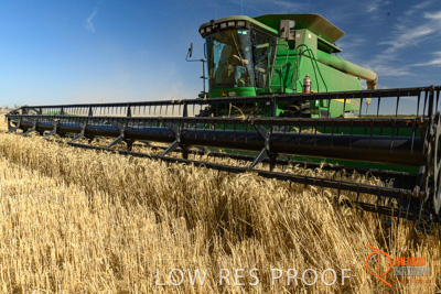 December 2017 / HARVESTING_WHEAT_012_171219