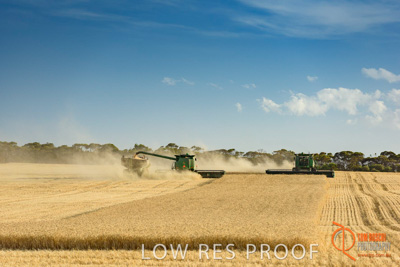 December 2017 / HARVESTING_WHEAT_031_171219
