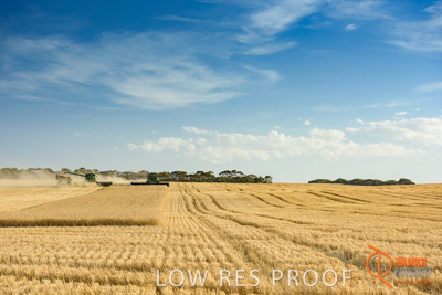 December 2017 / HARVESTING_WHEAT_033_171219