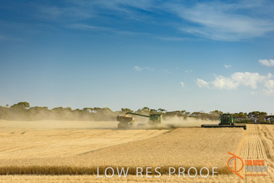 December 2017 / HARVESTING_WHEAT_034_171219