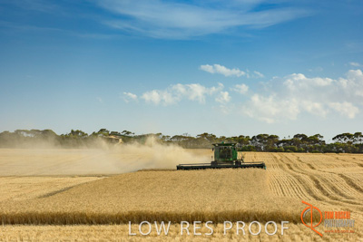 December 2017 / HARVESTING_WHEAT_036_171219