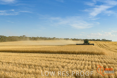 December 2017 / HARVESTING_WHEAT_037_171219