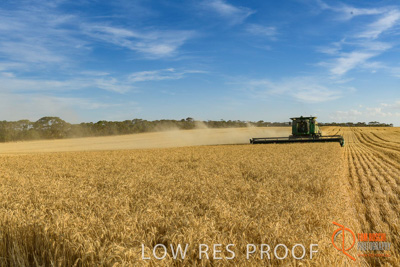 December 2017 / HARVESTING_WHEAT_038_171219