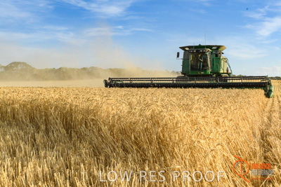 December 2017 / HARVESTING_WHEAT_044_171219
