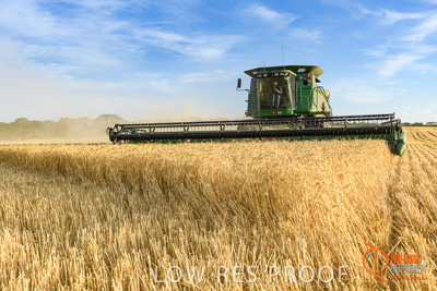 December 2017 / HARVESTING_WHEAT_047_171219