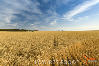 December 2017 / HARVESTING_WHEAT_064_171219