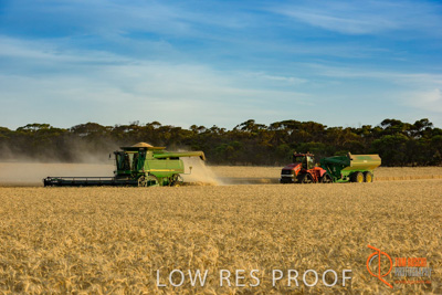 December 2017 / HARVESTING_WHEAT_065_171219