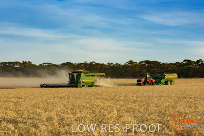 December 2017 / HARVESTING_WHEAT_066_171219