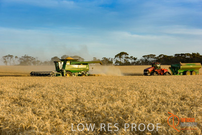 December 2017 / HARVESTING_WHEAT_071_171219