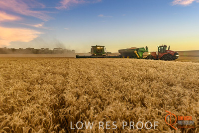 December 2017 / HARVESTING_WHEAT_078_171219