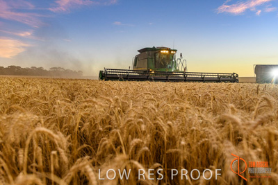December 2017 / HARVESTING_WHEAT_080_171219