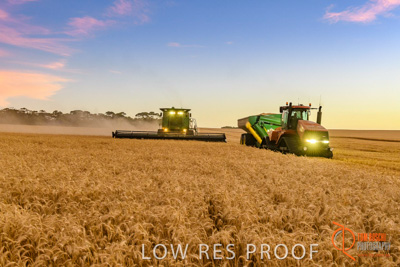 December 2017 / HARVESTING_WHEAT_092_171219