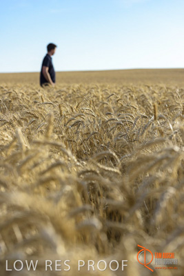 December 2017 / MALE_IN_WHEAT_FIELD_037_171219