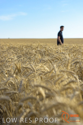 December 2017 / MALE_IN_WHEAT_FIELD_038_171219