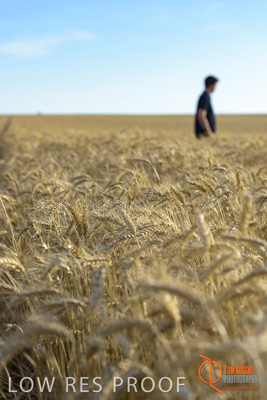 December 2017 / MALE_IN_WHEAT_FIELD_040_171219