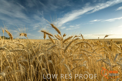 December 2017 / WHEAT_001_171219