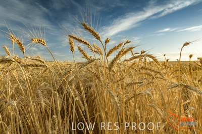 December 2017 / WHEAT_003_171219