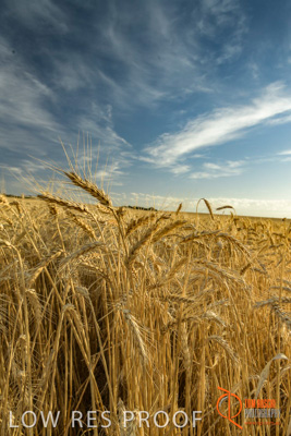 December 2017 / WHEAT_004_171219