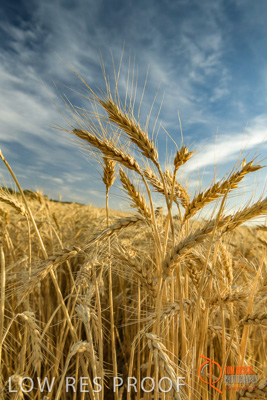 December 2017 / WHEAT_006_171219