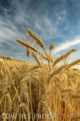 December 2017 / WHEAT_007_171219