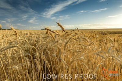 December 2017 / WHEAT_009_171219