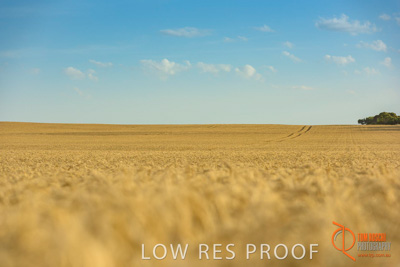 December 2017 / WHEAT_011_171219