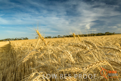 December 2017 / WHEAT_013_171219