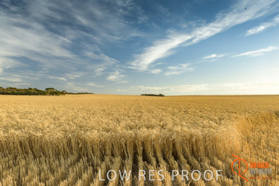 December 2017 / WHEAT_016_171219