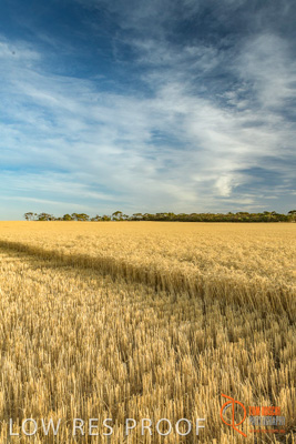 December 2017 / WHEAT_017_171219