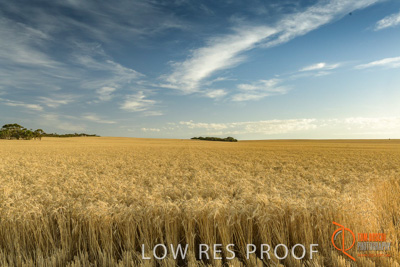 December 2017 / WHEAT_018_171219