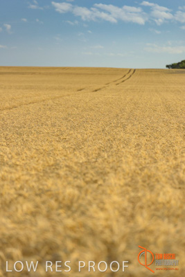 December 2017 / WHEAT_024_171219