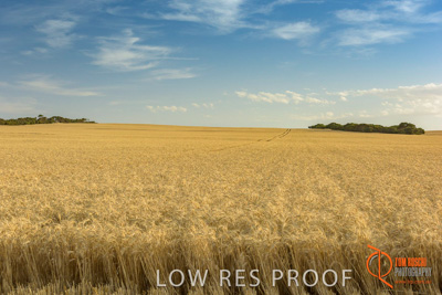 December 2017 / WHEAT_030_171219