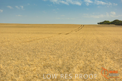 December 2017 / WHEAT_031_171219