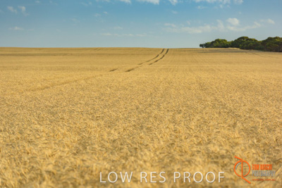 December 2017 / WHEAT_032_171219