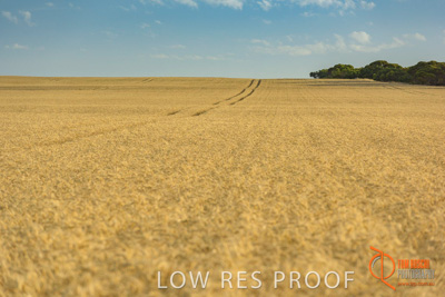 December 2017 / WHEAT_033_171219