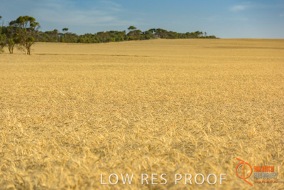 December 2017 / WHEAT_034_171219