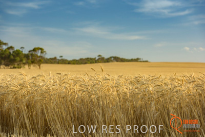 December 2017 / WHEAT_036_171219