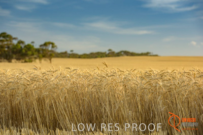 December 2017 / WHEAT_038_171219