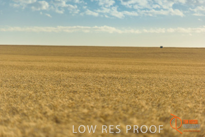 December 2017 / WHEAT_042_171219