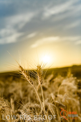 December 2017 / WHEAT_054_171219