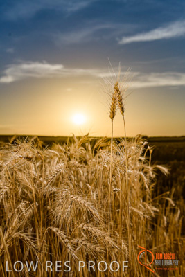 December 2017 / WHEAT_058_171219